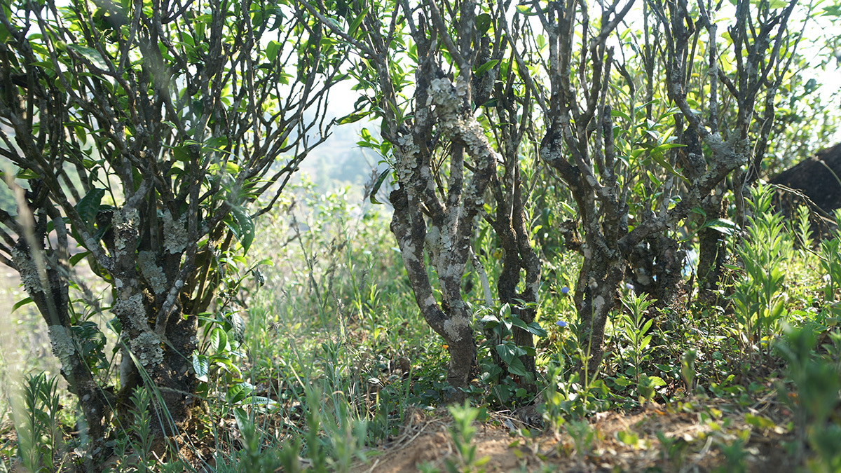 茶山(shān)