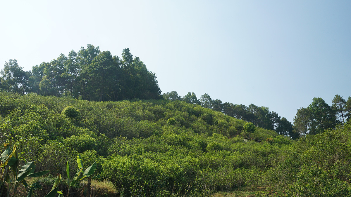 茶山(shān)