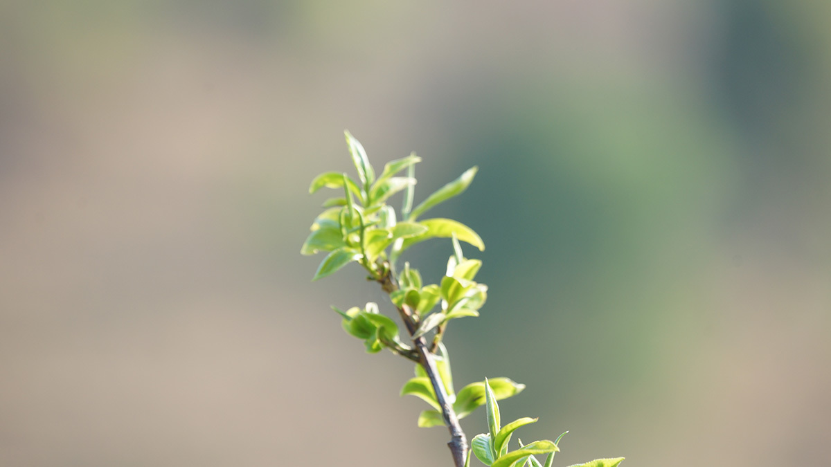 茶山(shān)