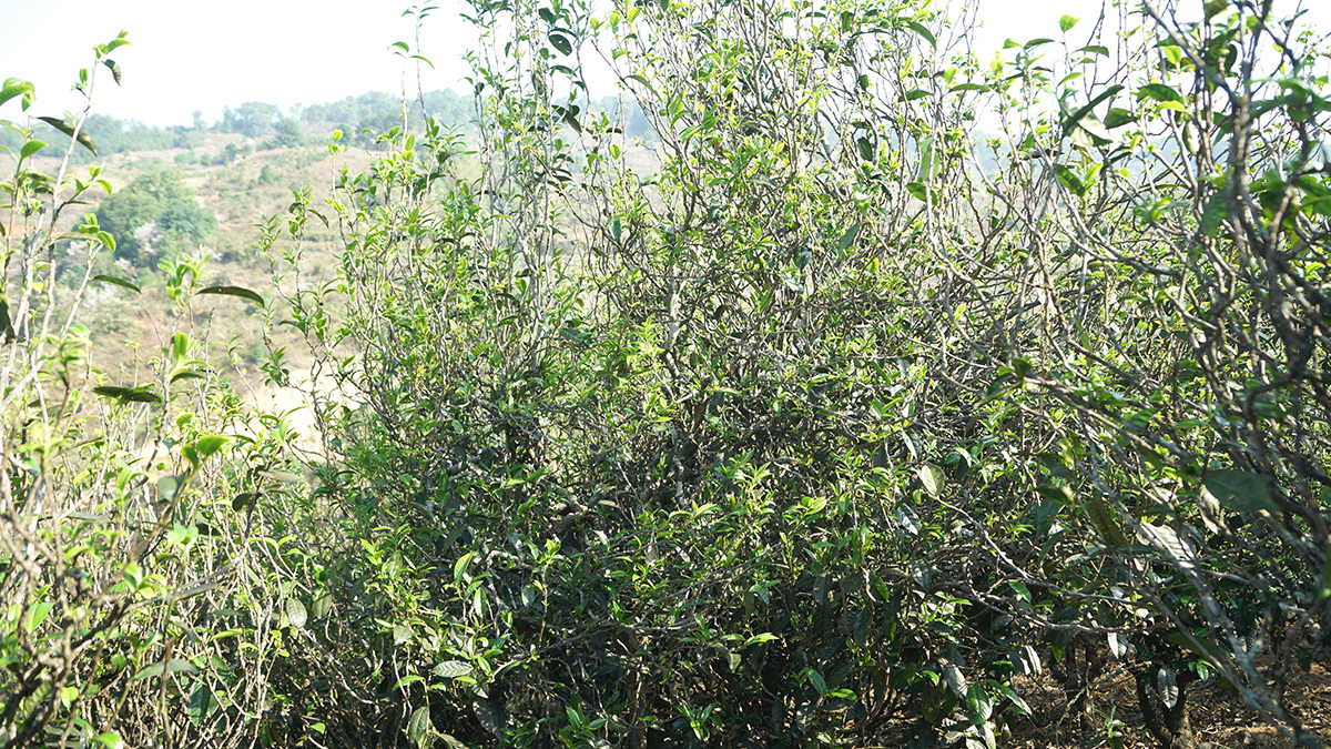 茶山(shān)